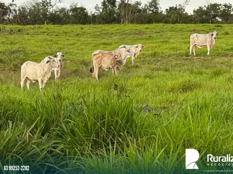 Fazenda em Pequizeiro/Tocantins — Ref XHXAHU — Imagem 2