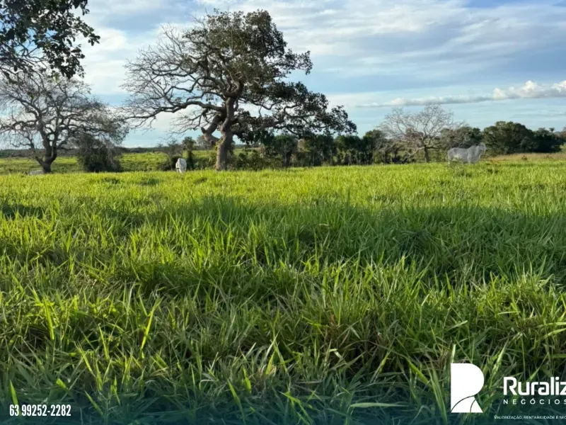 Fazenda em Pequizeiro/Tocantins — Ref XHXAHU — Imagem 8