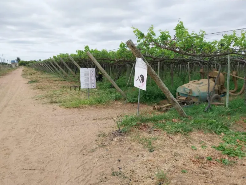 Fazenda em Petrolina/Pernambuco — Ref LPXOU6 — Imagem 4