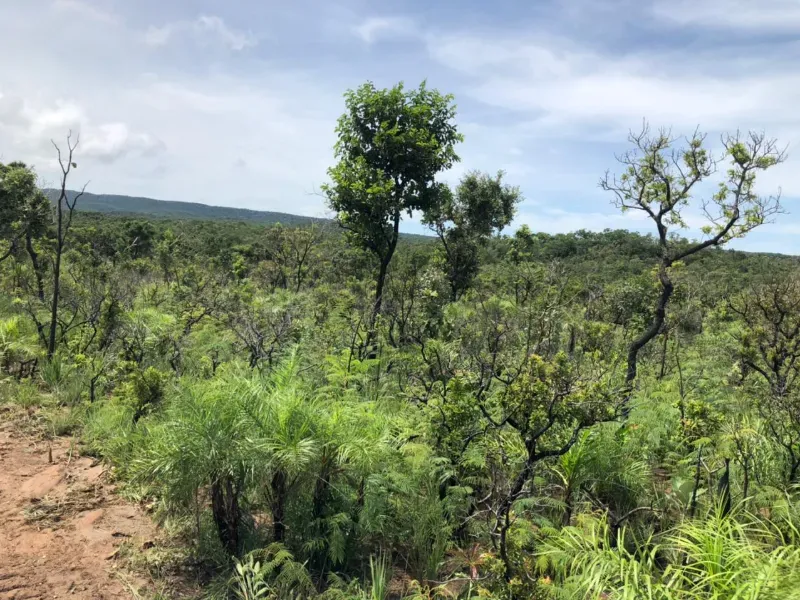 Fazenda em Planalto da Serra/Mato Grosso — Ref YGW2GT — Imagem 6