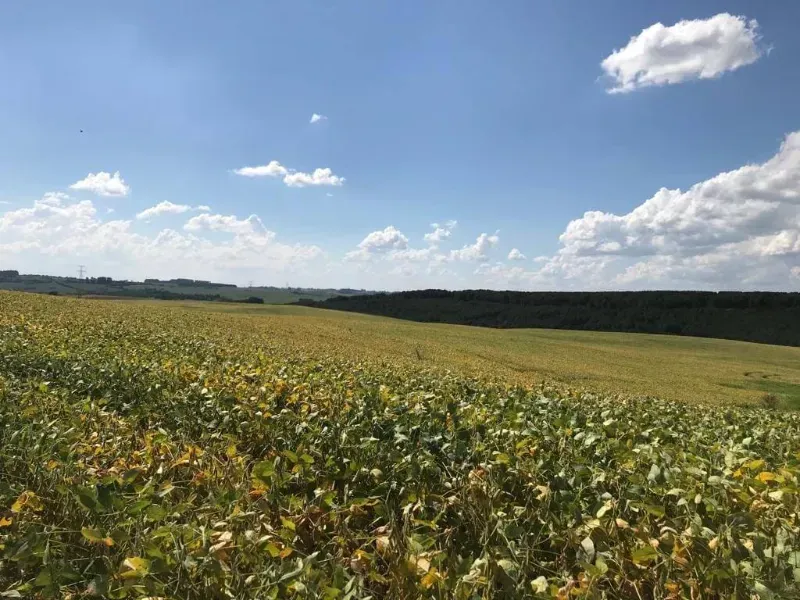 Fazenda em Porto Amazonas/Paraná — Ref MH6T1B — Imagem 6