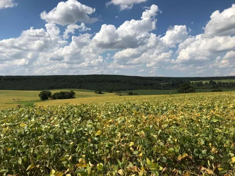 Fazenda em Porto Amazonas/Paraná — Ref MH6T1B — Imagem 10