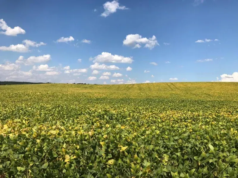 Fazenda em Porto Amazonas/Paraná — Ref MH6T1B — Imagem 2