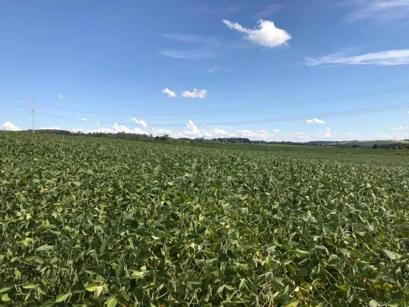 Fazenda em Porto Amazonas/Paraná — Ref MH6T1B — Imagem 3