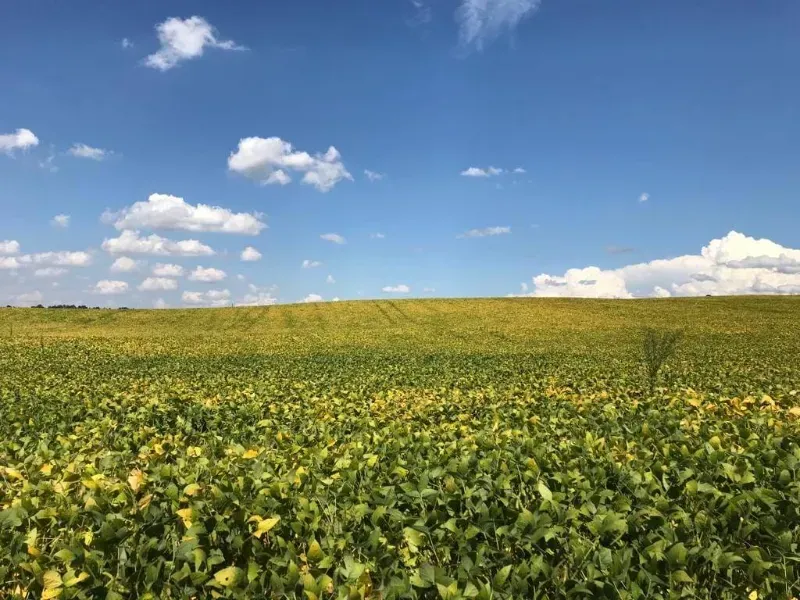 Fazenda em Porto Amazonas/Paraná — Ref MH6T1B — Imagem 8