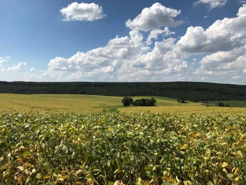 Fazenda em Porto Amazonas/Paraná — Ref MH6T1B — Imagem 9