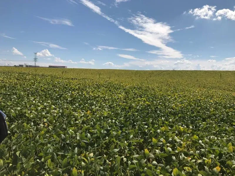 Fazenda em Porto Amazonas/Paraná — Ref MH6T1B — Imagem 4