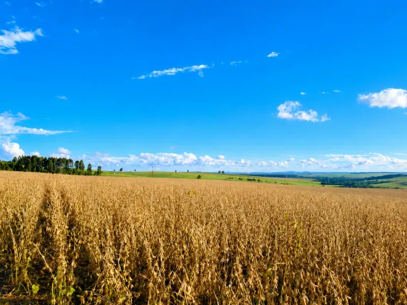 Fazenda em Porto Amazonas/Paraná — Ref F8P1S5 — Imagem 11