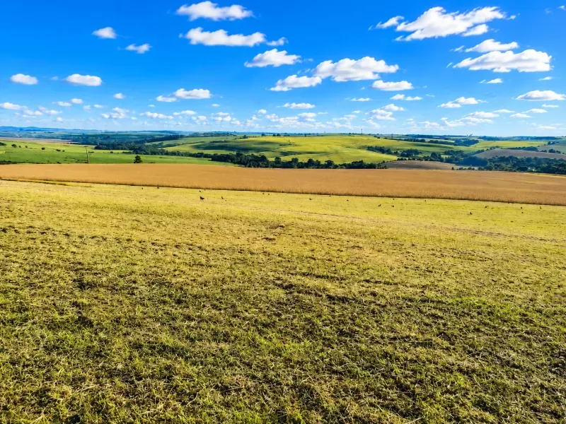 Fazenda em Porto Amazonas/Paraná — Ref F8P1S5 — Imagem 10