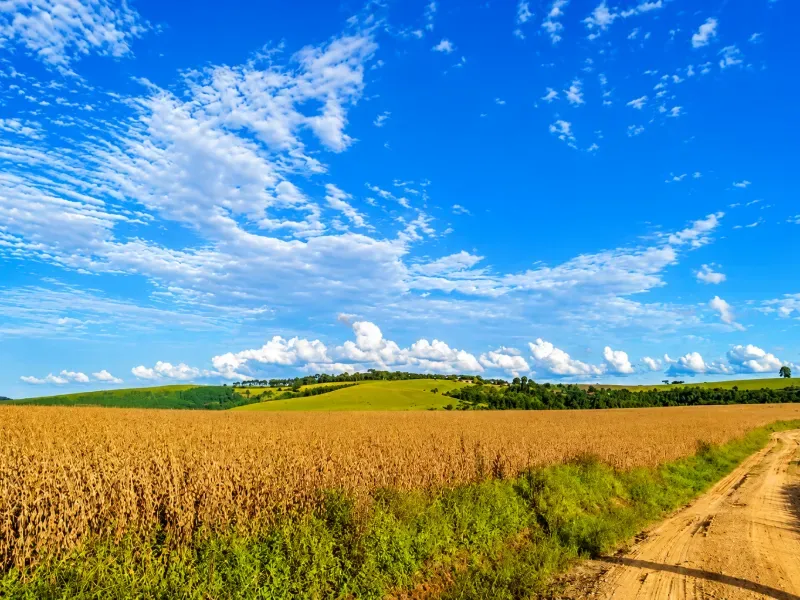 Fazenda em Porto Amazonas/Paraná — Ref F8P1S5 — Imagem 13
