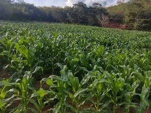 Fazenda em Presidente Olegário/Minas Gerais — Ref E0Z5HF — Imagem 2