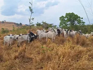 Fazenda em Presidente Olegário/Minas Gerais — Ref E0Z5HF — Imagem 12