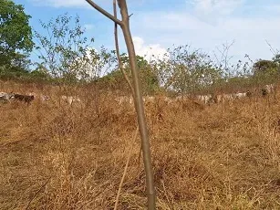 Fazenda em Presidente Olegário/Minas Gerais — Ref E0Z5HF — Imagem 13