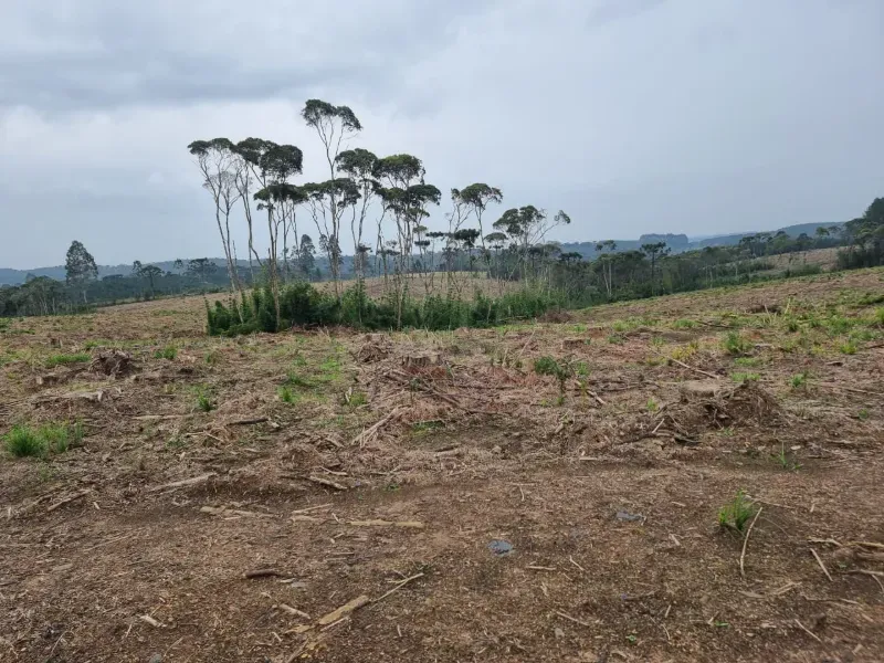 Fazenda em Rio Negrinho/Santa Catarina — Ref 89G20W — Imagem 2