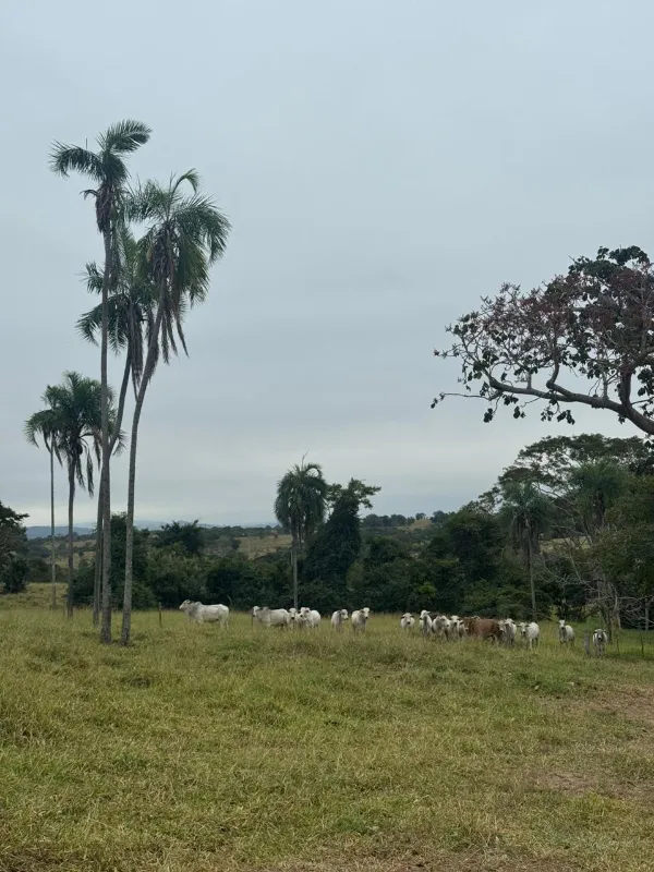Fazenda em Sanclerlândia/Goiás — Ref I7R2CX — Imagem 10
