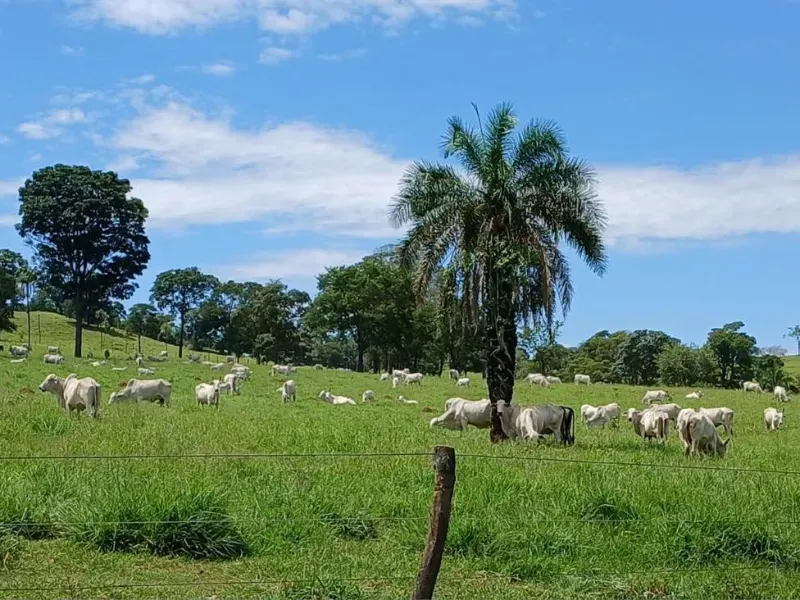 Fazenda em Santa Bárbara de Goiás/Goiás — Ref OFT12Z — Imagem 2