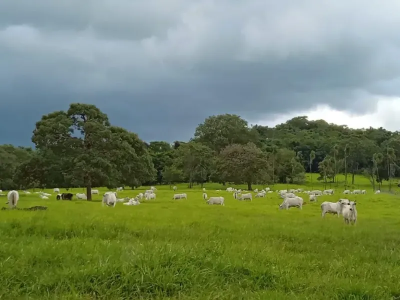 Fazenda em Santa Bárbara de Goiás/Goiás — Ref OFT12Z — Imagem 5