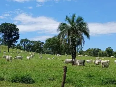 Fazenda em Santa Bárbara de Goiás/Goiás — Ref OFT12Z — Imagem 12