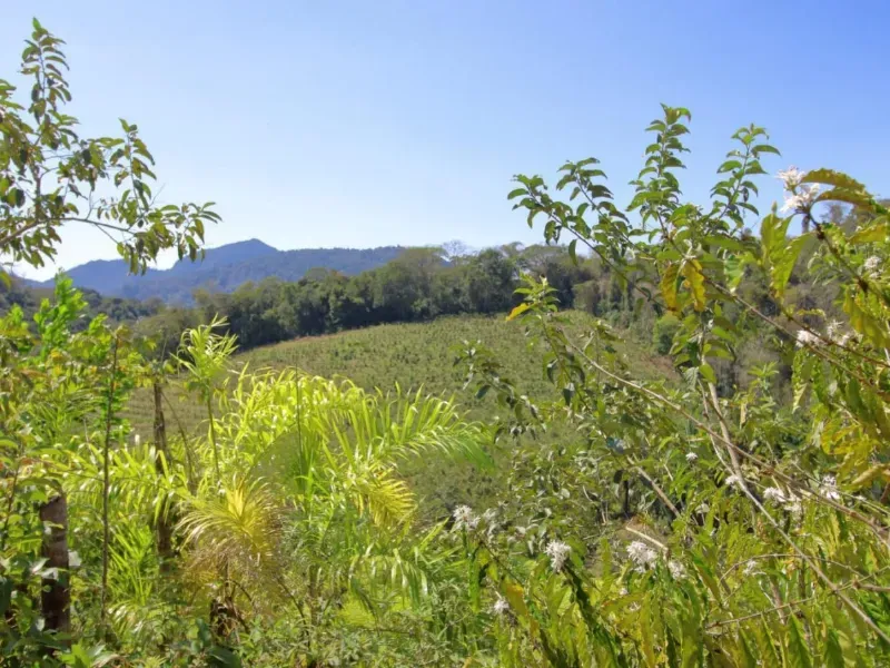 Fazenda em Santa Leopoldina/Espírito Santo — Ref TSO6S4 — Imagem 5