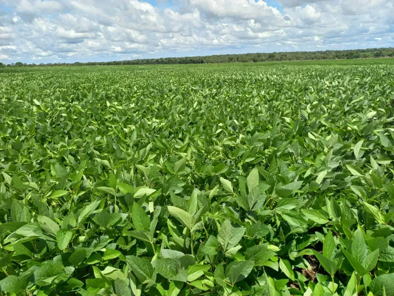 Imóvel rural em Santa Rita do Tocantins/Tocantins — Ref WDIIRT1