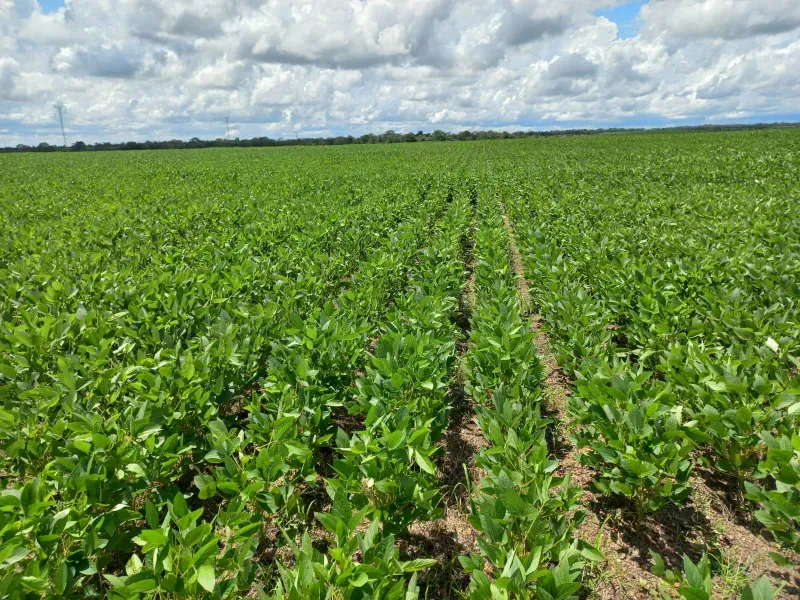 Fazenda em Santa Rita do Tocantins/Tocantins — Ref WDIIRT — Imagem 2