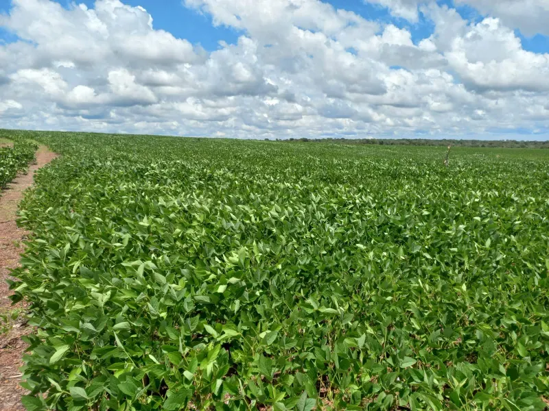 Fazenda em Santa Rita do Tocantins/Tocantins — Ref WDIIRT — Imagem 3