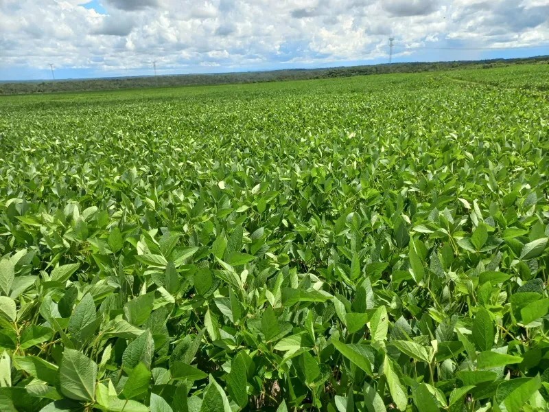 Fazenda em Santa Rita do Tocantins/Tocantins — Ref WDIIRT — Imagem 4