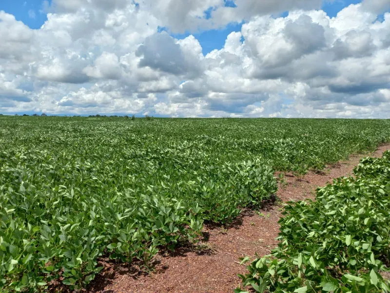 Fazenda em Santa Rita do Tocantins/Tocantins — Ref WDIIRT — Imagem 6