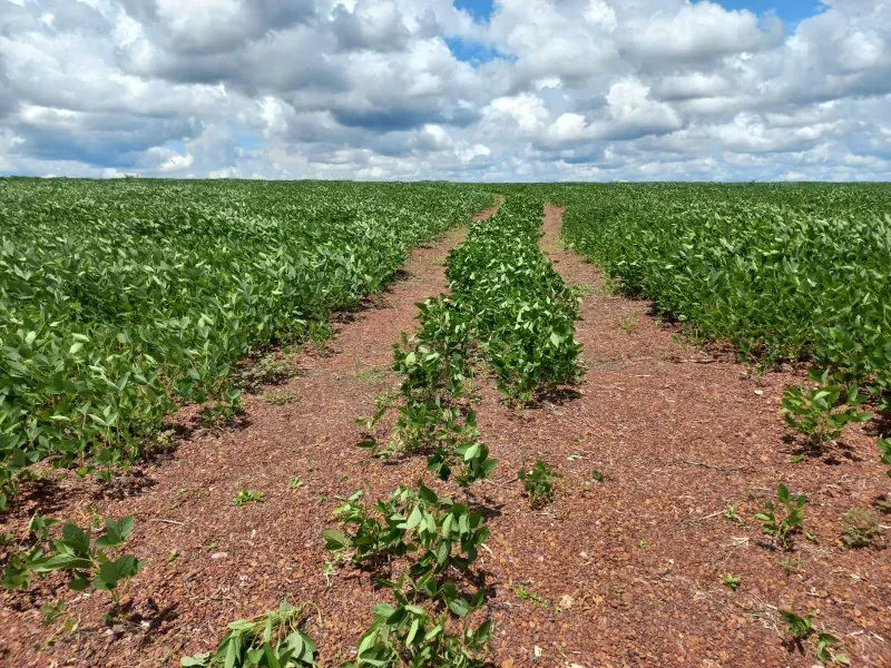 Fazenda em Santa Rita do Tocantins/Tocantins — Ref WDIIRT — Imagem 7