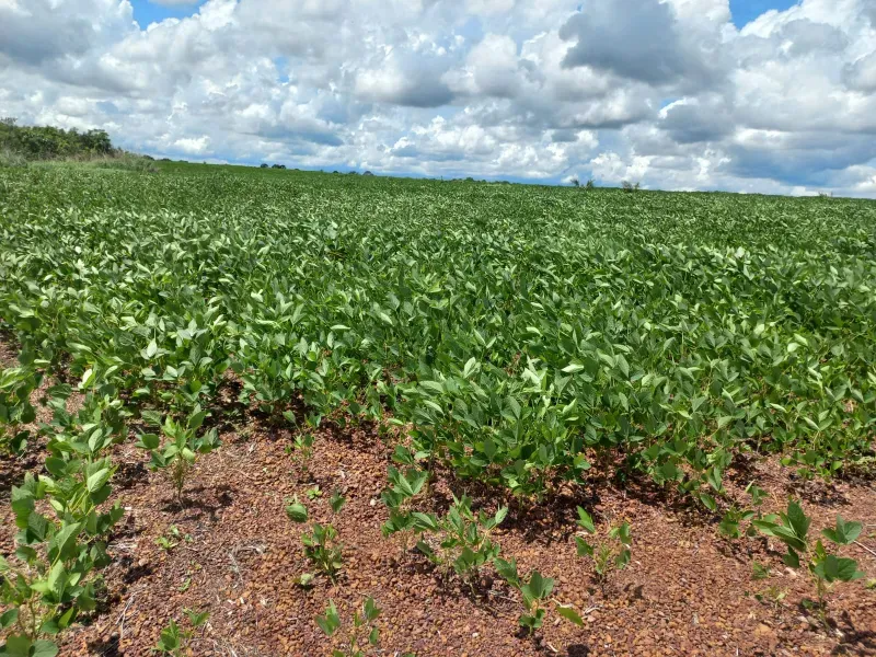 Fazenda em Santa Rita do Tocantins/Tocantins — Ref WDIIRT — Imagem 8