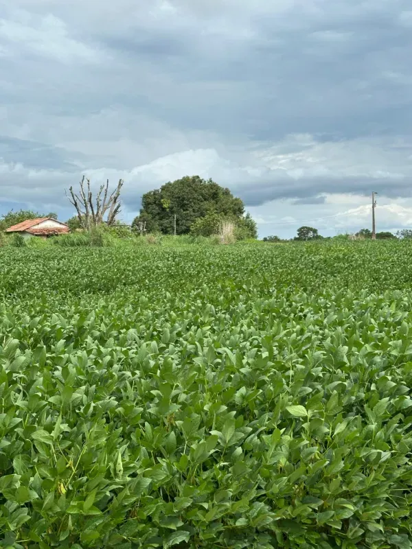Fazenda em Santa Rita do Tocantins/Tocantins — Ref XLOWTO — Imagem 4