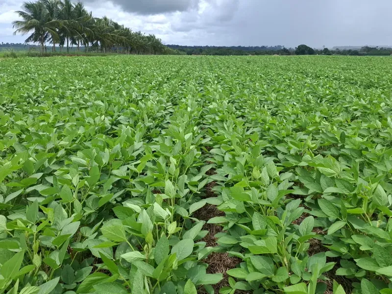 Imóvel rural em Santarém/Pará — Ref JX89GE1