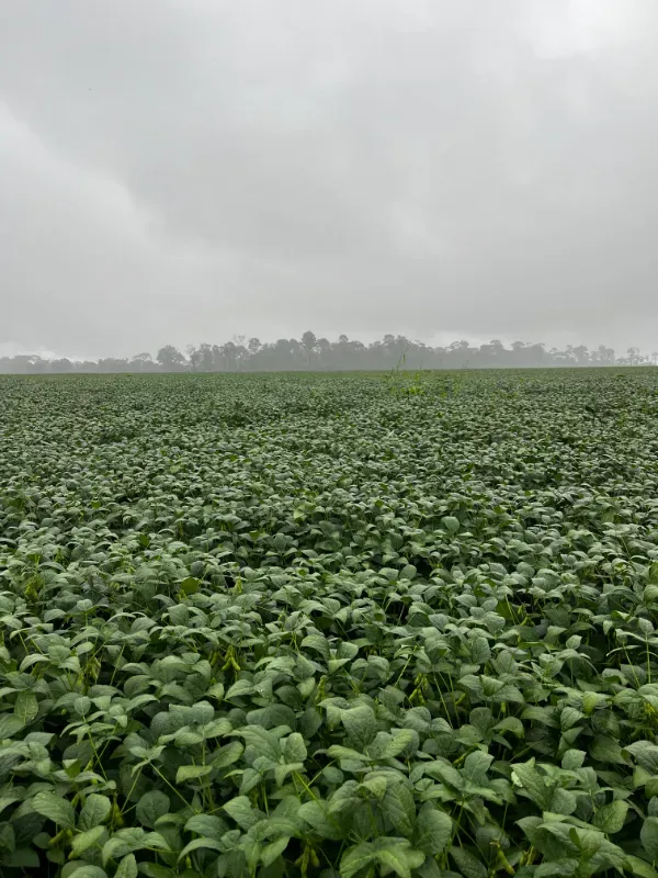 Fazenda em Santarém/Pará — Ref JX89GE — Imagem 2