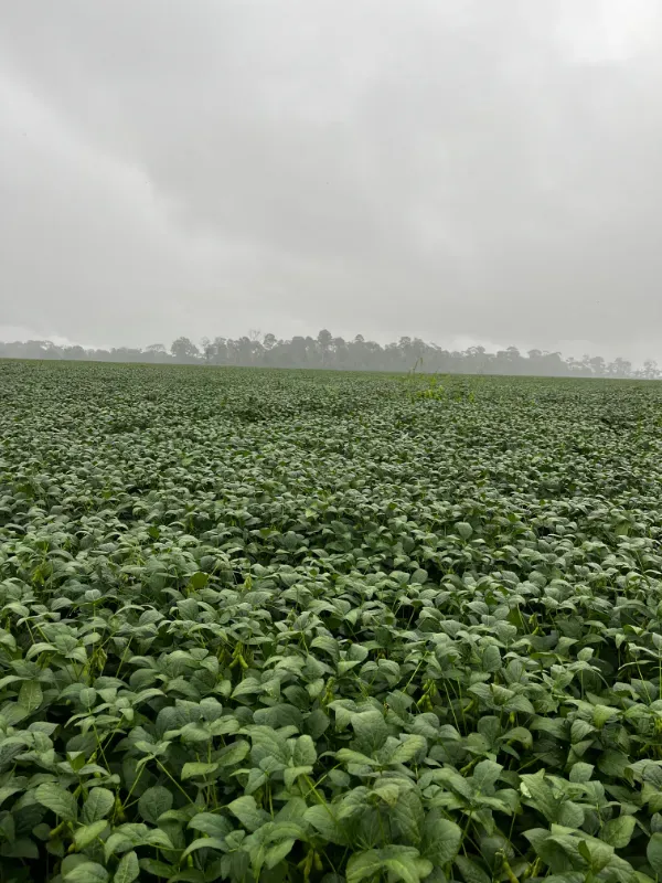 Fazenda em Santarém/Pará — Ref JX89GE — Imagem 3