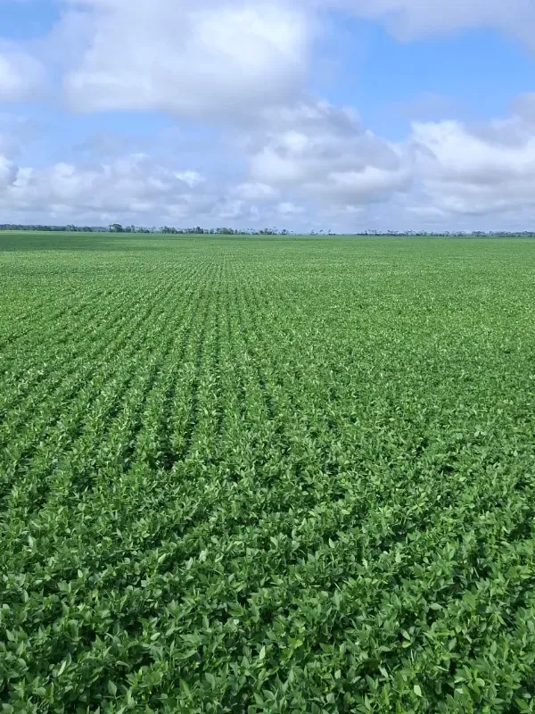 Fazenda em Santarém/Pará — Ref JX89GE — Imagem 4