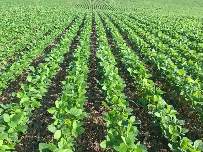 Fazenda em Santarém/Pará — Ref JX89GE — Imagem 5