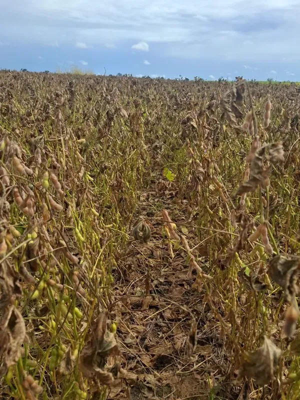 Fazenda em Santarém/Pará — Ref JX89GE — Imagem 6