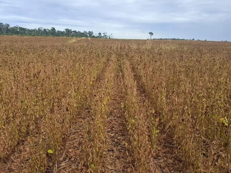 Fazenda em Santarém/Pará — Ref JX89GE — Imagem 7