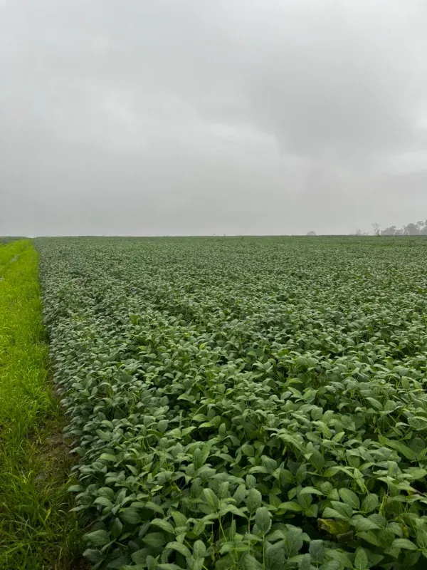 Fazenda em Santarém/Pará — Ref JX89GE — Imagem 9