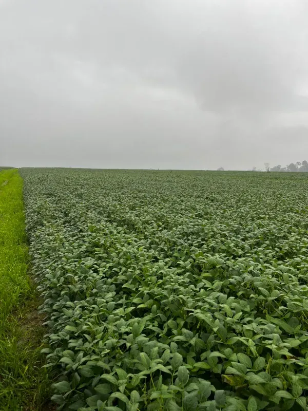Fazenda em Santarém/Pará — Ref JX89GE — Imagem 10