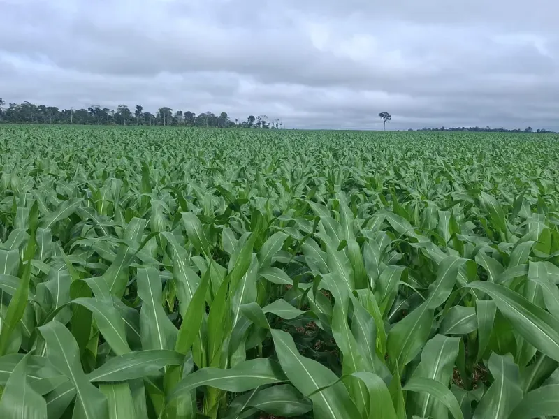 Fazenda em Santarém/Pará — Ref JX89GE — Imagem 12