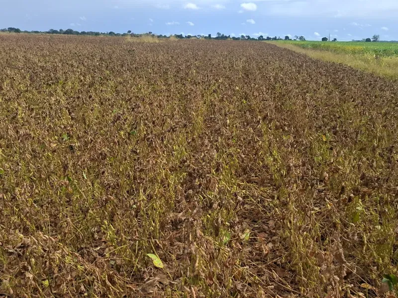 Fazenda em Santarém/Pará — Ref JX89GE — Imagem 13