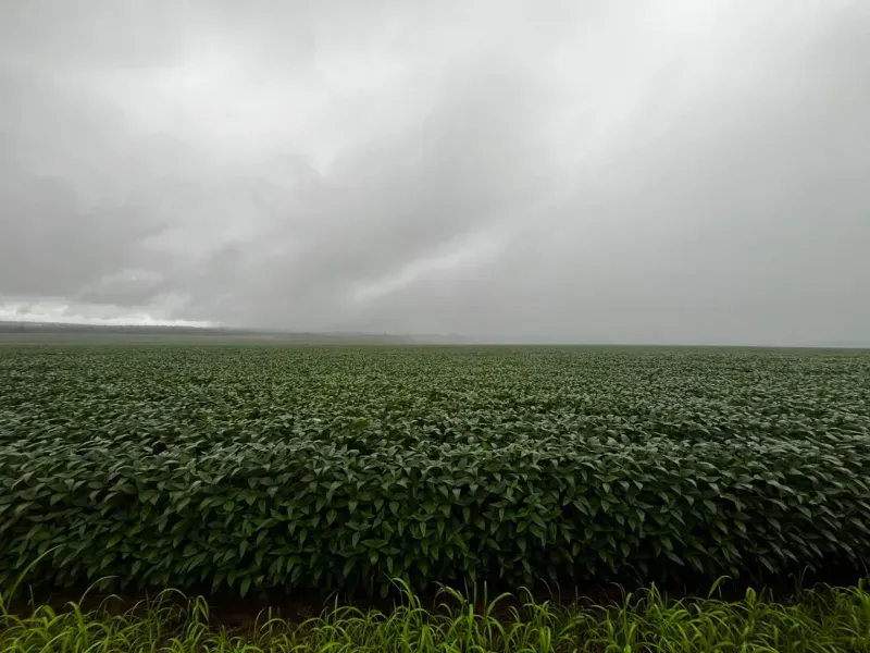 Fazenda em Santarém/Pará — Ref JX89GE — Imagem 14