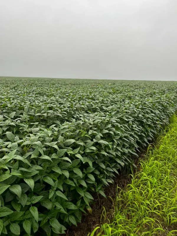 Fazenda em Santarém/Pará — Ref JX89GE — Imagem 15