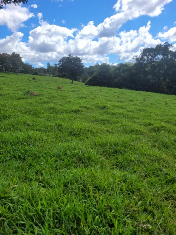 Fazenda em Santo Antônio do Descoberto/Goiás — Ref BBA31W — Imagem 23