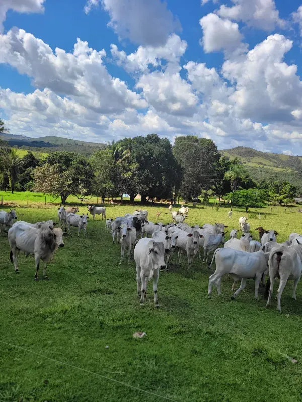 Fazenda em Santo Antônio do Descoberto/Goiás — Ref BBA31W — Imagem 14