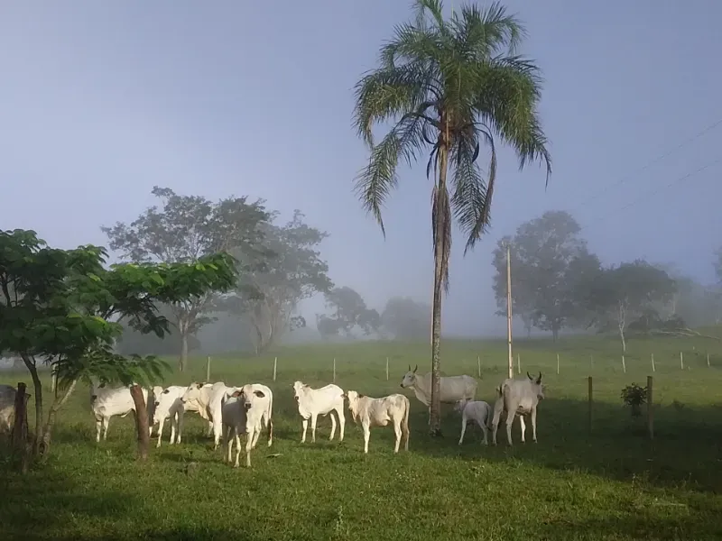 Fazenda em Santo Antônio do Descoberto/Goiás — Ref BBA31W — Imagem 11