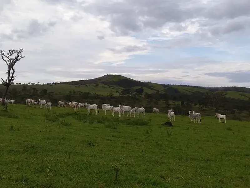 Fazenda em Santo Antônio do Descoberto/Goiás — Ref BBA31W — Imagem 10