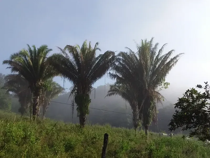 Fazenda em Santo Antônio do Descoberto/Goiás — Ref BBA31W — Imagem 12