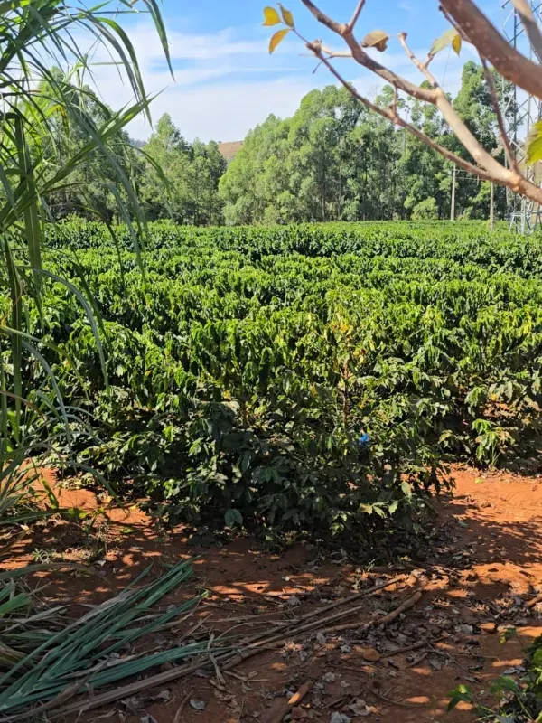 Fazenda em São Gotardo/Minas Gerais — Ref 4O3849 — Imagem 5